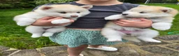 Pomsky dogs for sale: ​3 Stunning Blue-Eyed Pomsky Princesses in Addlestone - Advert 21