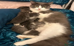 Siberian cats for sale: Siberian kittens for loving homes! - Image 4