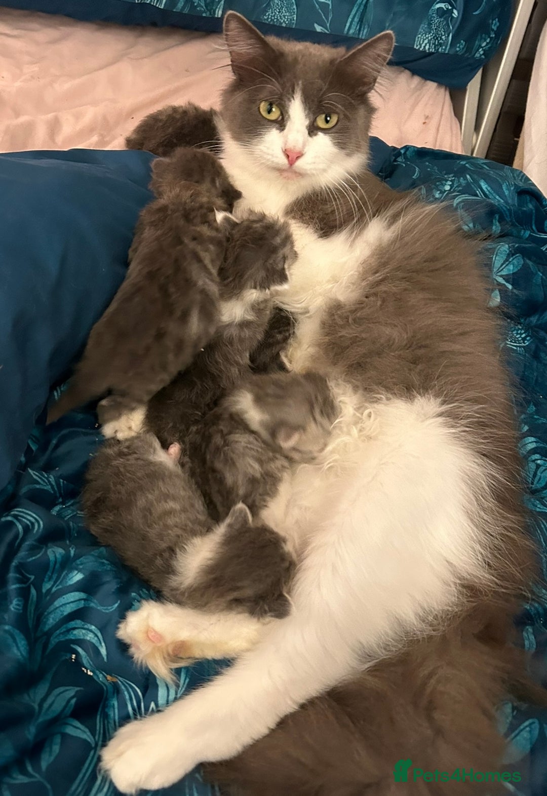 Siberian cats for sale: Siberian kittens for loving homes! - Image 4