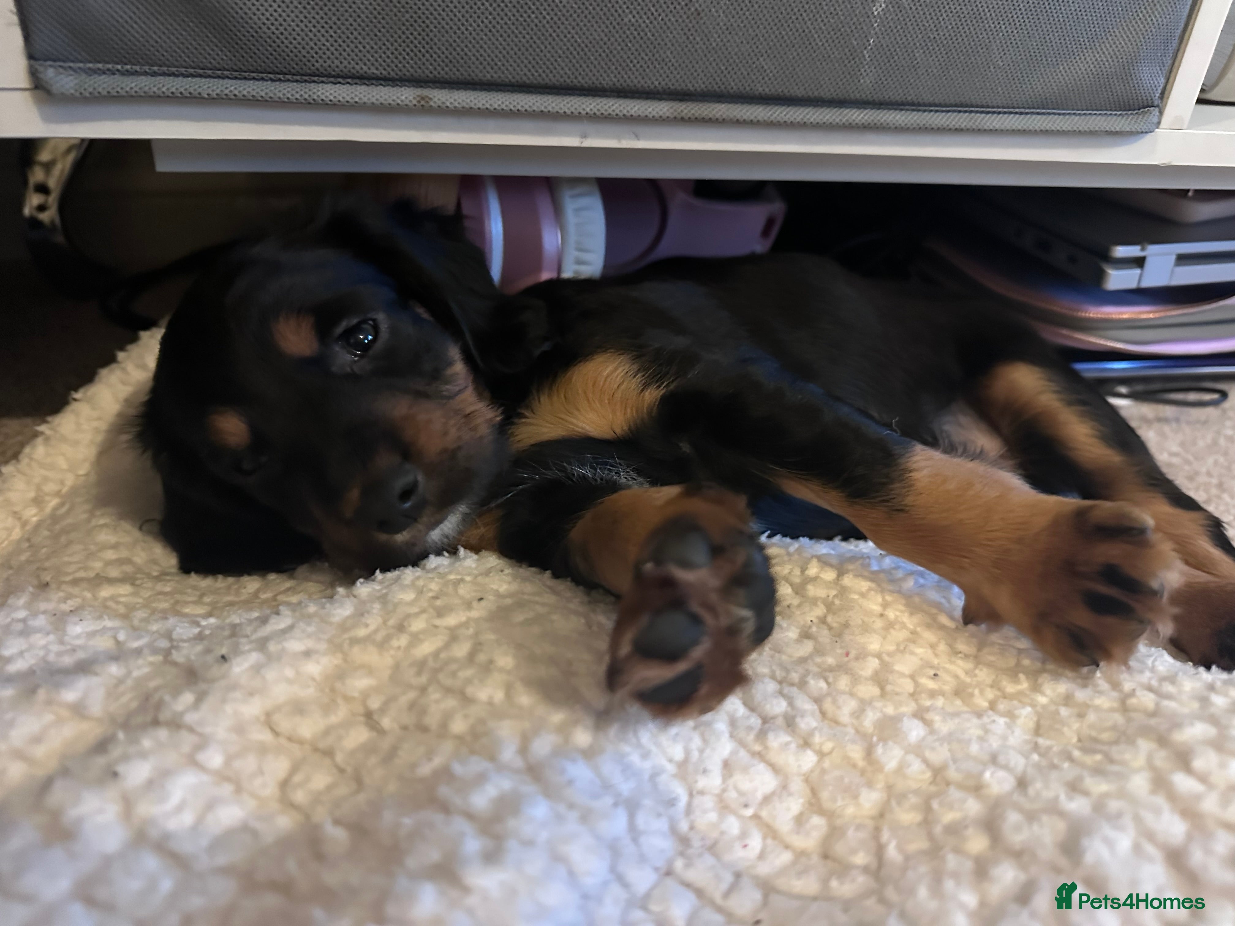 Sprocker dogs Last 2. Meet your Sprocker puppy. 27th March ready - Advert 8