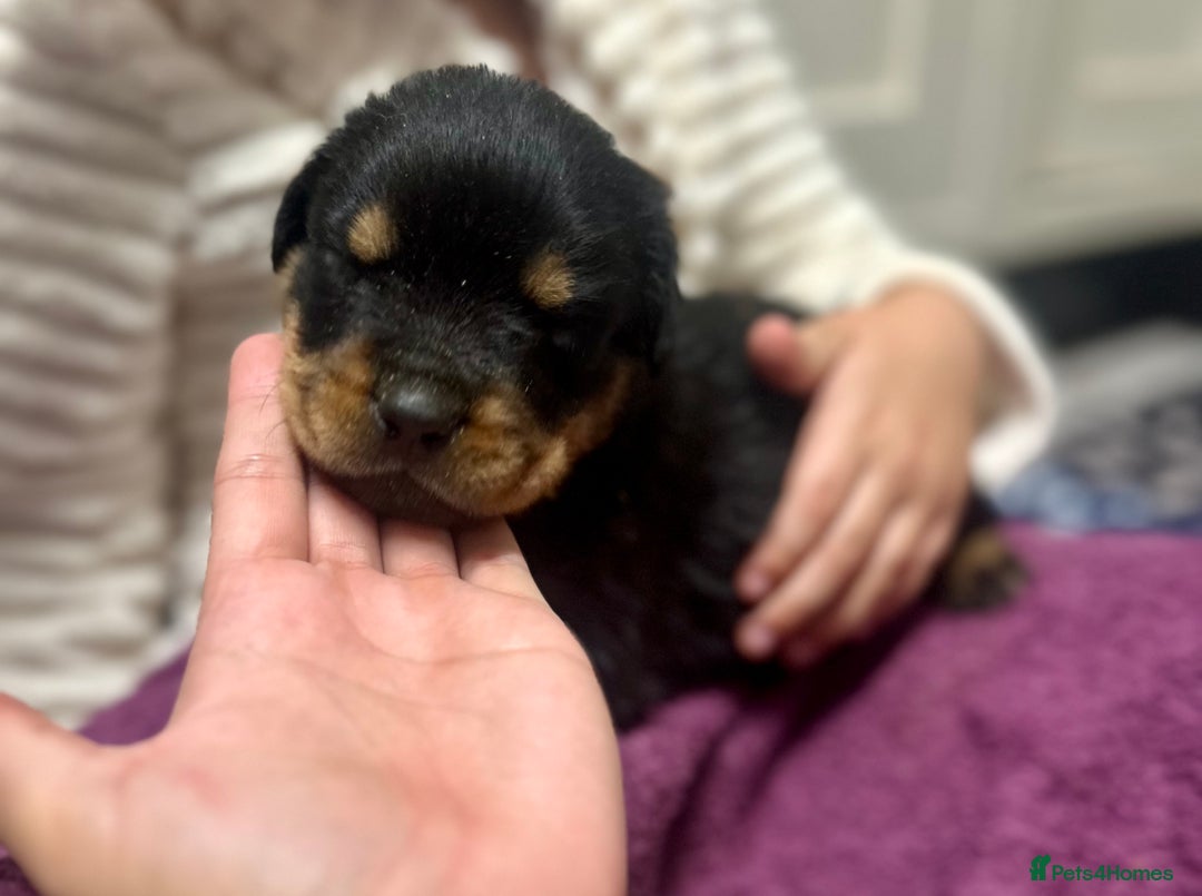 Rottweiler dogs for sale: Stunning Rottweiler puppies 🐶  - Image 5