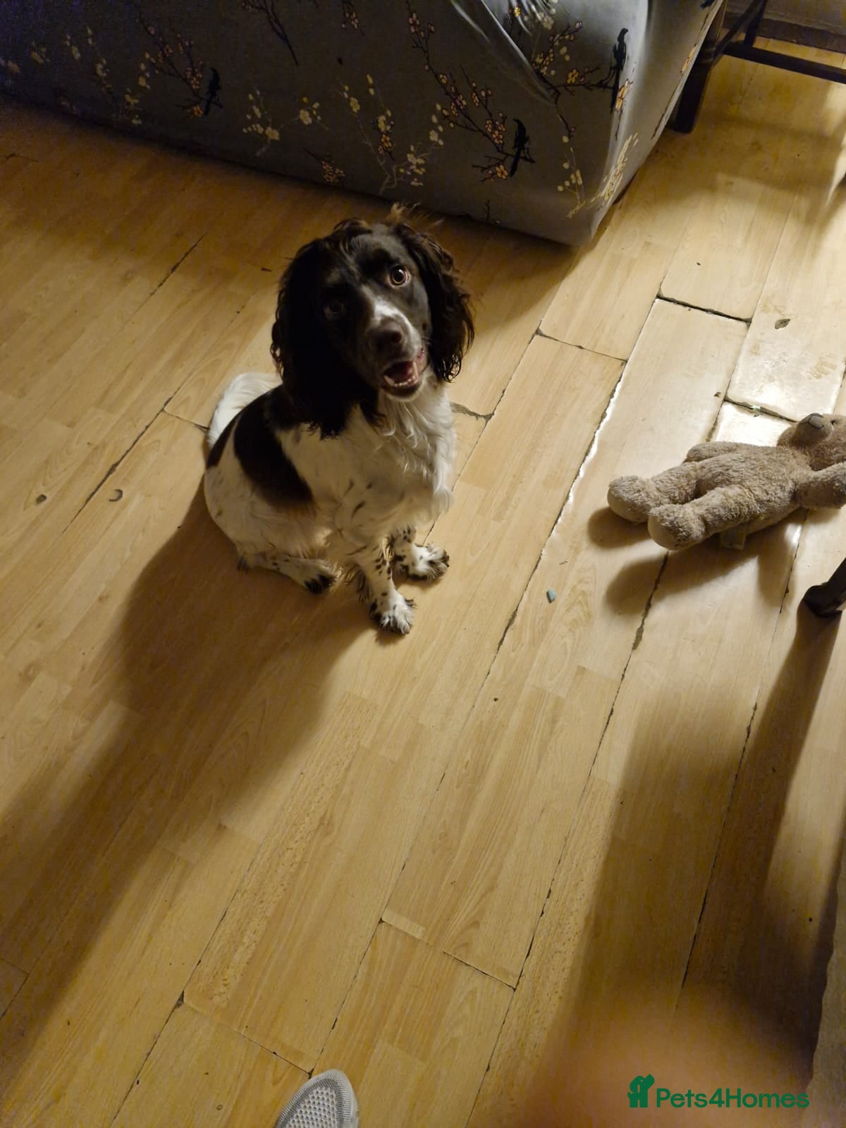 English Springer Spaniel dogs English springer spaniel male  - Advert 3