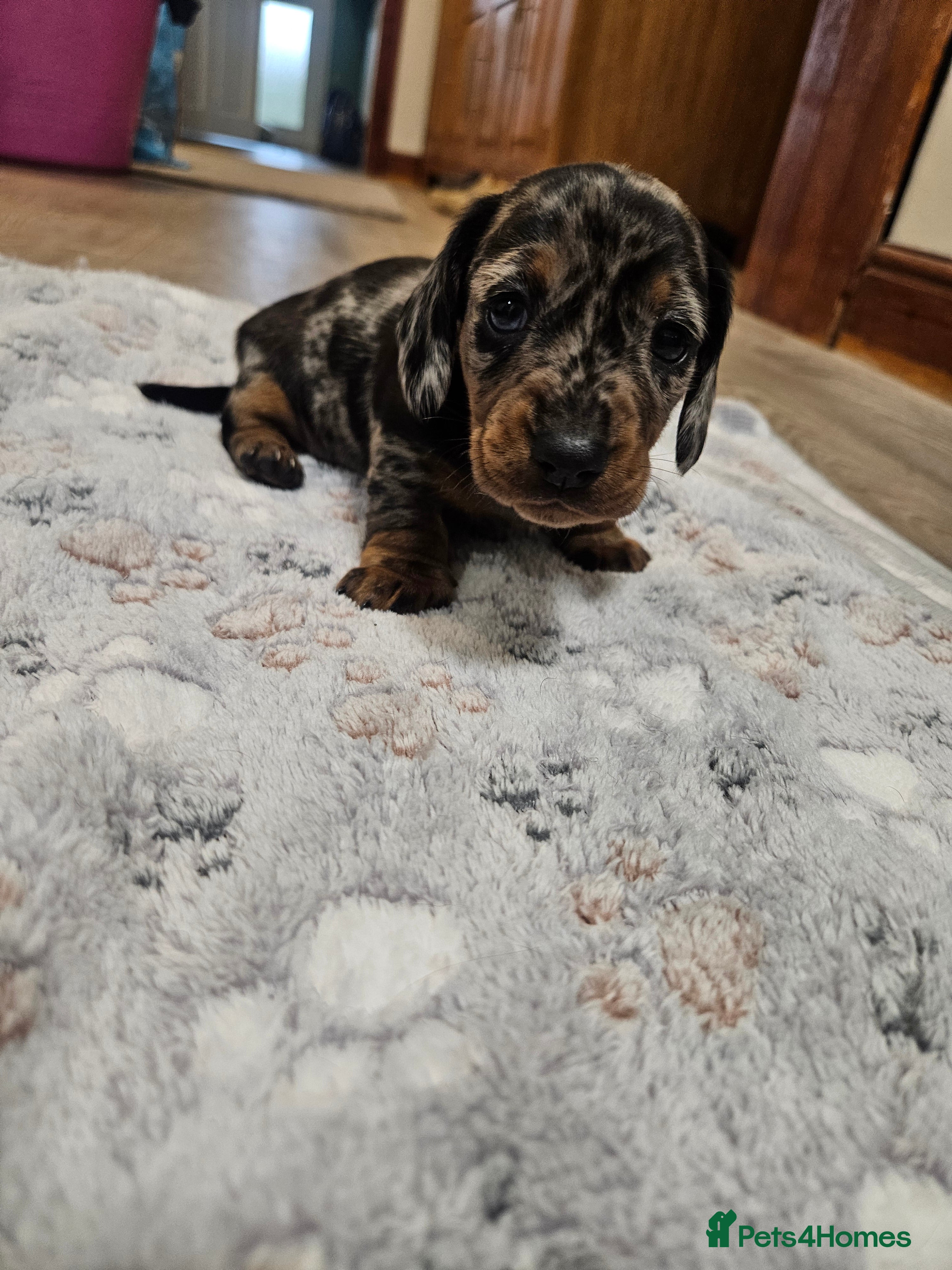 Miniature Dachshund dogs Stunning KC registered minature Dachshund - Advert 2