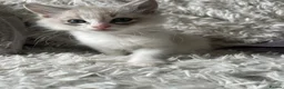 Ragdoll cats for sale: blue&lilac bi colour ragdolls   - Advert 12