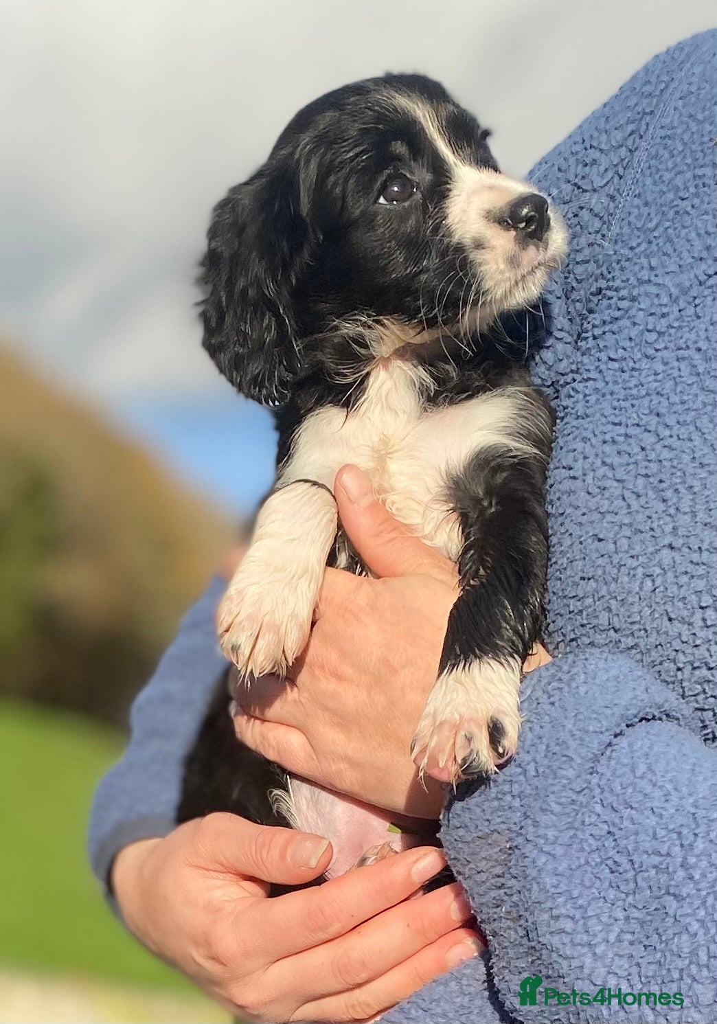 Mixed Breed dogs Gorgeous Borderlier pups - Advert 9