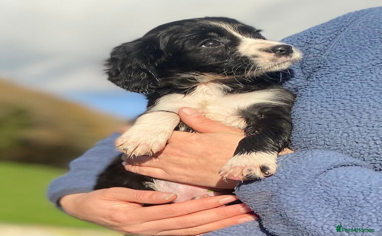 Mixed Breed dogs Gorgeous Borderlier pups - Advert 11