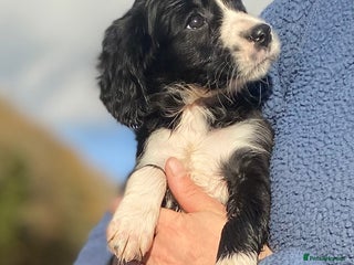 Mixed Breed dogs Gorgeous Borderlier pups - Advert 13