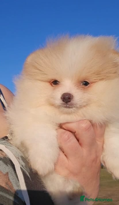 Pomeranian dogs CHIAO LI YA very small Plush pomeranian puppies - Advert 3