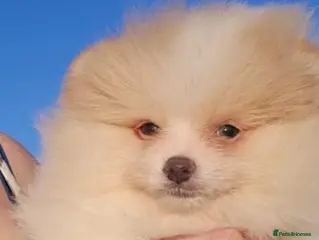 Pomeranian dogs CHIAO LI YA very small Plush pomeranian puppies - Advert 3