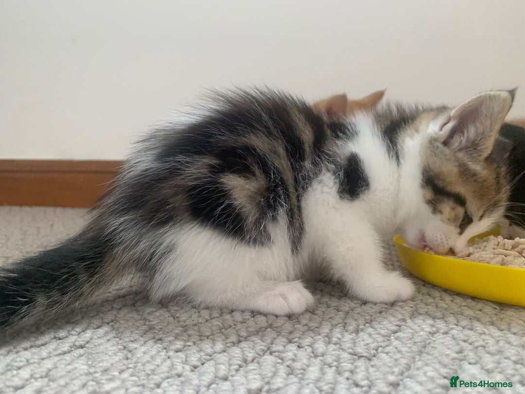 Mixed Breed cats for sale: 5 cute kittens for sale  - Image 16