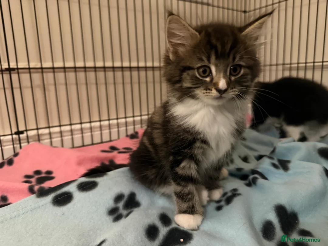 Mixed Breed cats for sale: Stunning Turkish Angora/ domesticShorthairKittens  - Advert 19