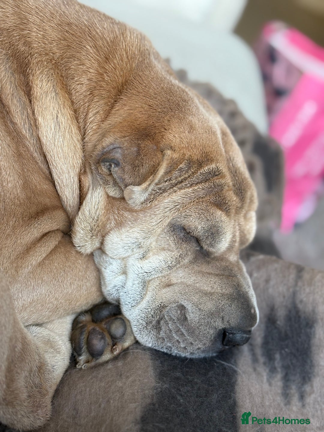 Shar Pei dogs for stud: Looking for a stud! - Advert 4