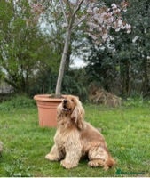 Cocker Spaniel dogs KC health tested show cocker spaniel in Swansea - Advert 13