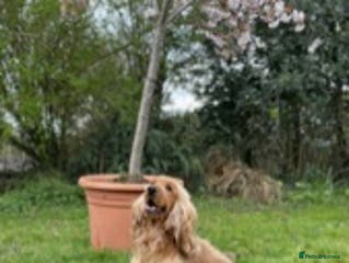 Cocker Spaniel dogs KC health tested show cocker spaniel in Swansea - Advert 7