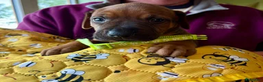 Rhodesian Ridgeback 1