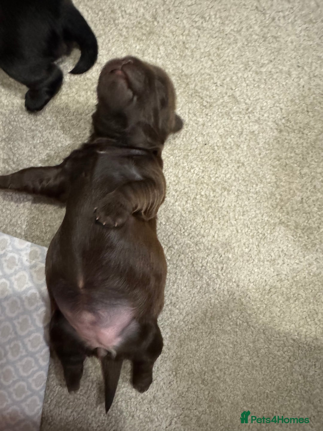 Shih Tzu dogs for sale: ✨ Exceptional Shih Tzu Puppies – Available✨ - Advert 5