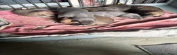 Mixed Breed dogs for sale: Last 3 beautiful whippet lurcher pups  in Stoke-on-Trent - Advert 7
