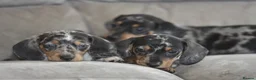 Dachshund dogs for sale: Amazing dachshund puppies - Advert 5