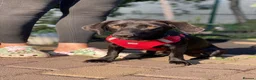 Mixed Breed dogs for adoption: ❤️🐶 BLACKY –DACHSHUND PEOPLE KNOW THE MAGIC...❤️ in Coventry - Advert 11