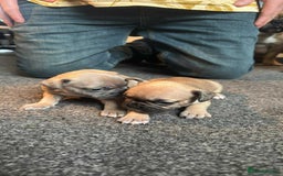 French Bulldog dogs for sale: Litter of mixed colour French bulldog puppies  - Advert 2