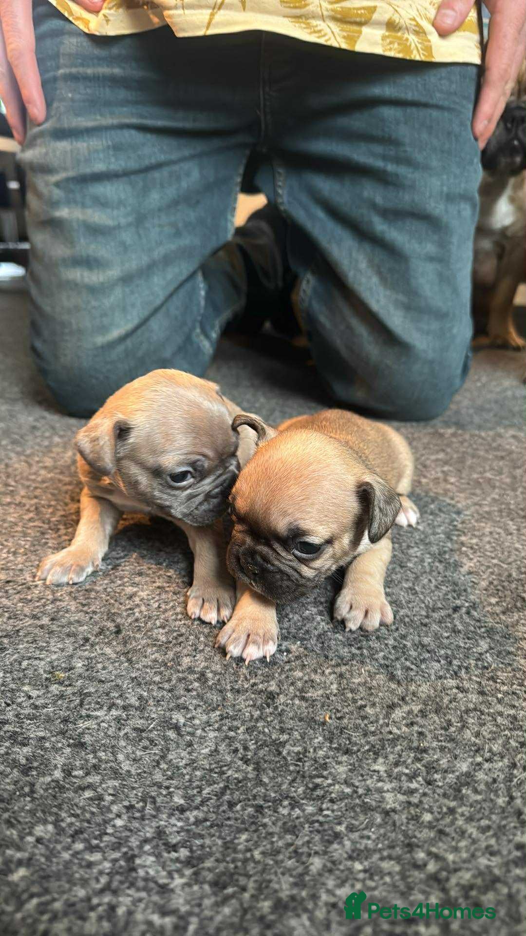 French Bulldog dogs for sale: Litter of mixed colour French bulldog puppies  - Advert 2