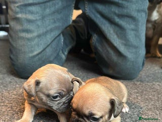 French Bulldog dogs - Advert 24