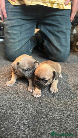 French Bulldog dogs - Advert 12