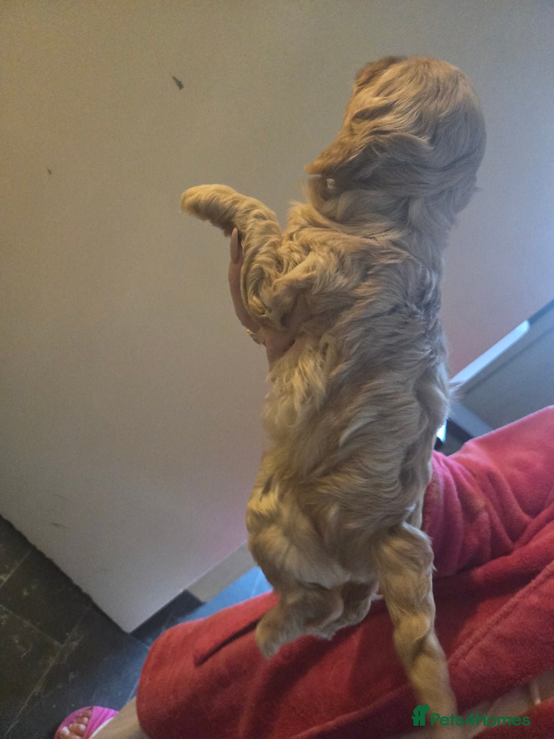 Cockapoo dogs for sale: Beautiful F1b cockapoo puppies  - Image 4