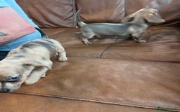 Dachshund dogs for sale: Miniature dachshund puppies - Image 3