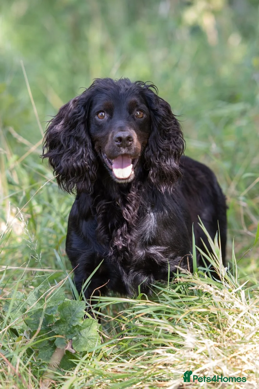 Cocker Spaniel dogs for stud: Our lovable & small type black cocker spaniel stud in Bristol - Advert 5