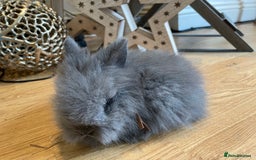 Lionhead rabbits for sale: 2 double mane lion heads  for sale  - Image 12