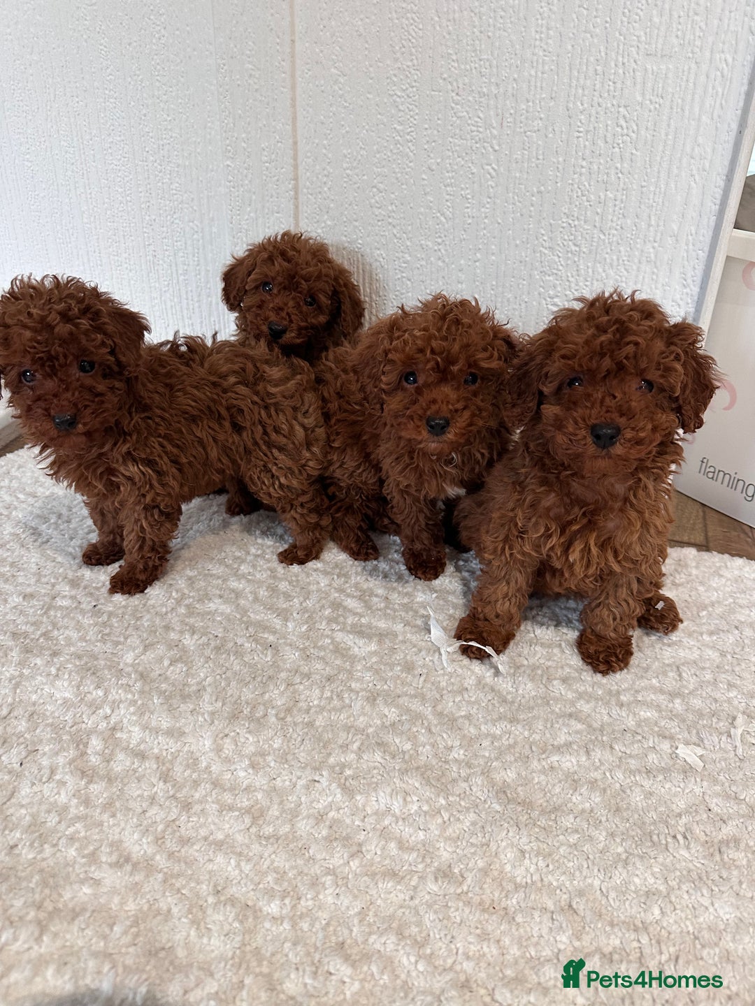Maltipoo dogs for sale: Red coated maltipoos puppies for sale ♥️🐾 - Advert 13