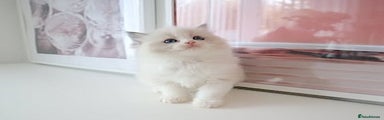 Ragdoll Kitten 3