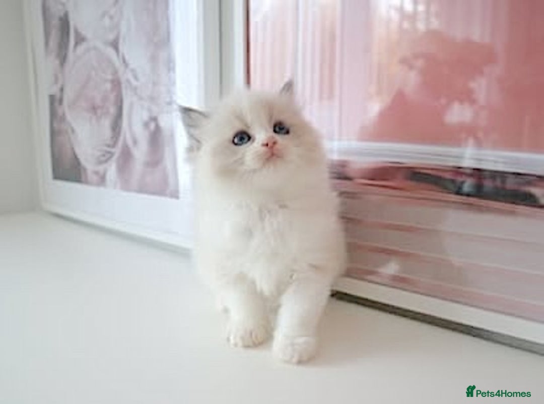 Ragdoll cats for sale: INDOOR FULL PEDIGREE RAGDOLL KITTENS - Advert 27