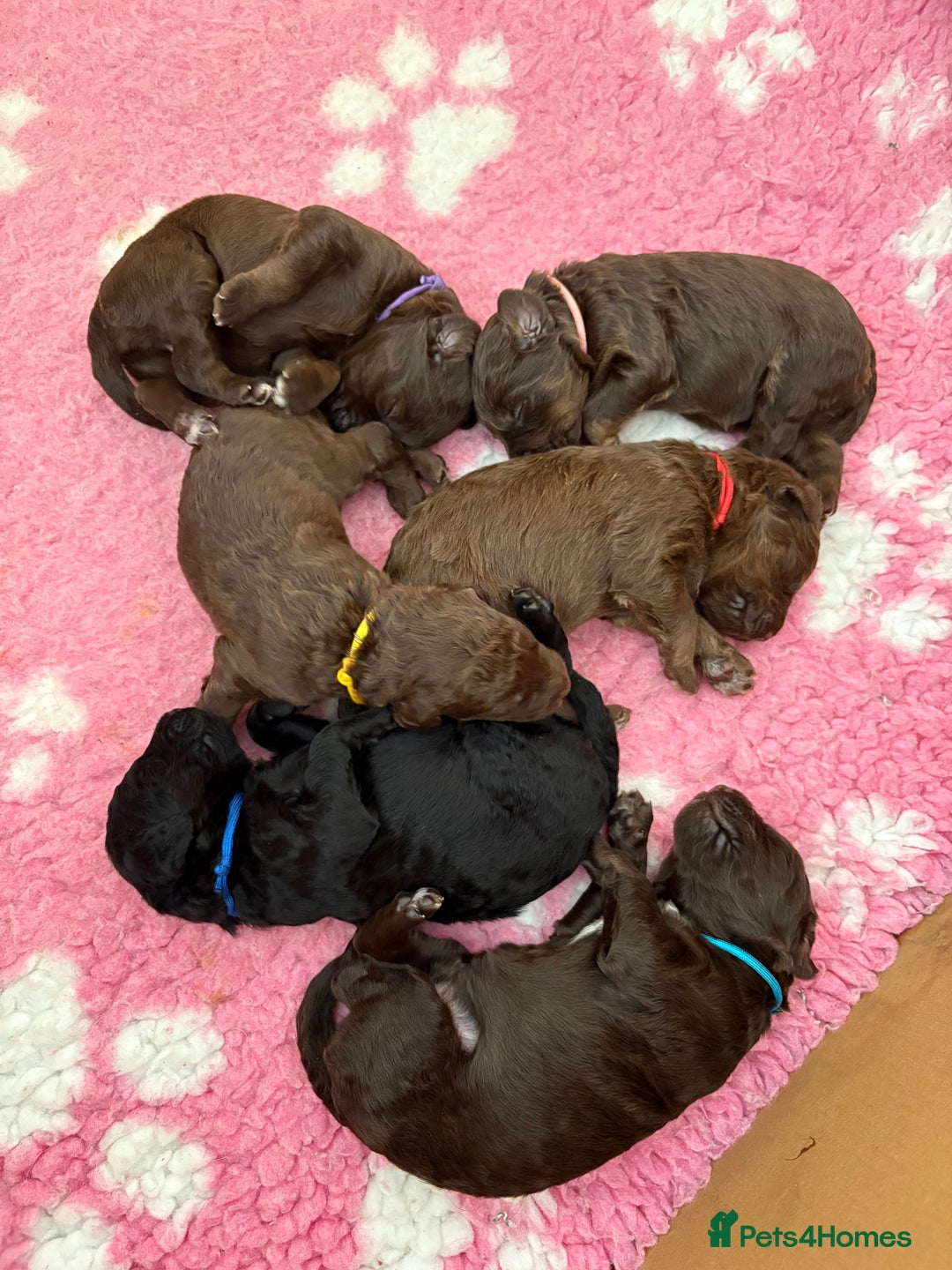 Labradoodle dogs for sale: Stunning Labradoodle Puppies  - Image 1
