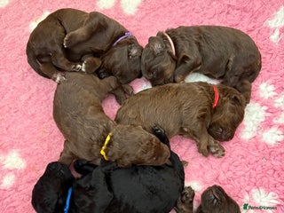 Labradoodle dogs - Advert 6