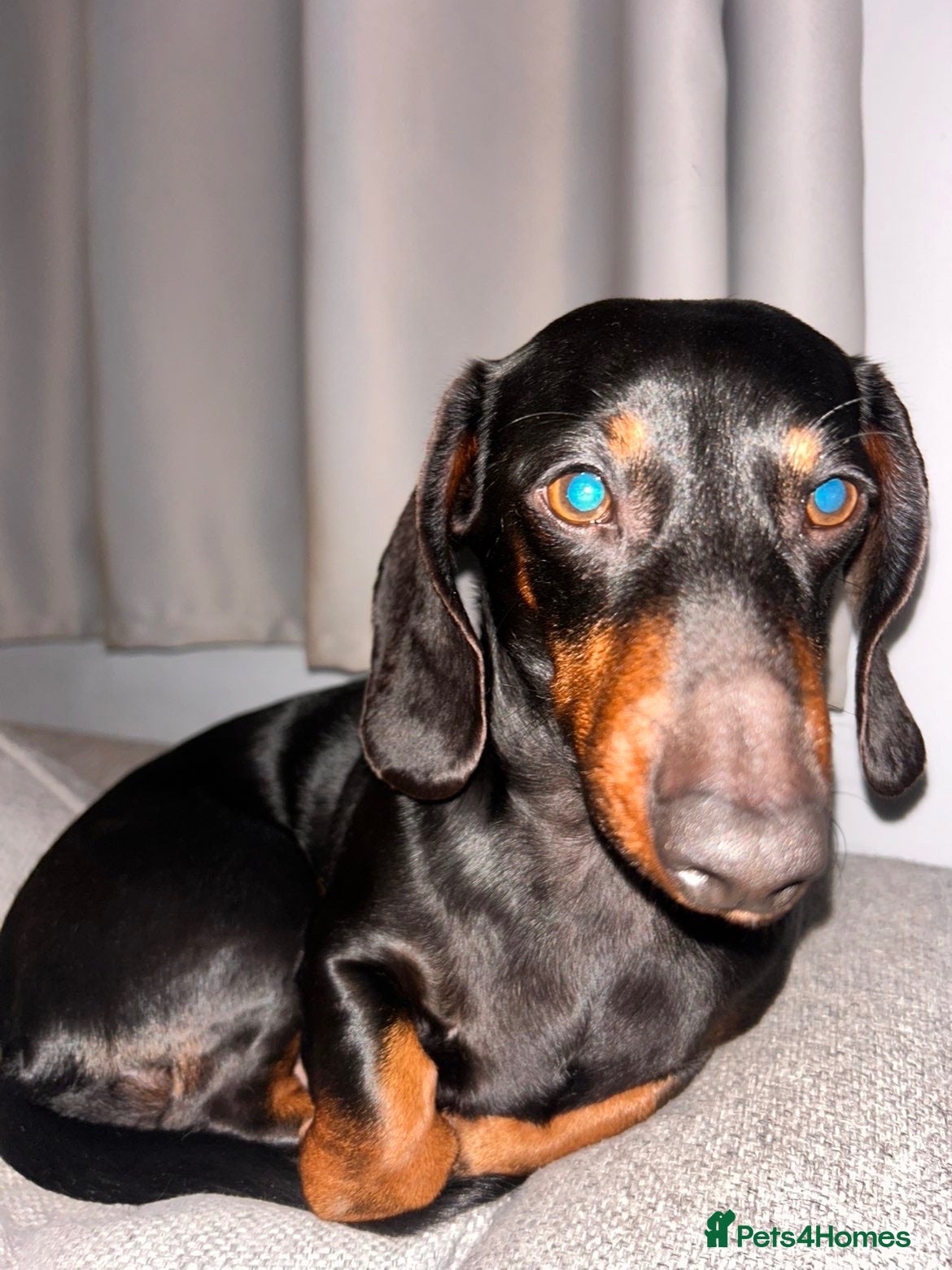 Miniature Dachshund dogs Rehoming due to change in circumstances  - Advert 1