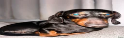 Miniature Dachshund dogs for sale: Rehoming due to change in circumstances  in Cardiff - Advert 1