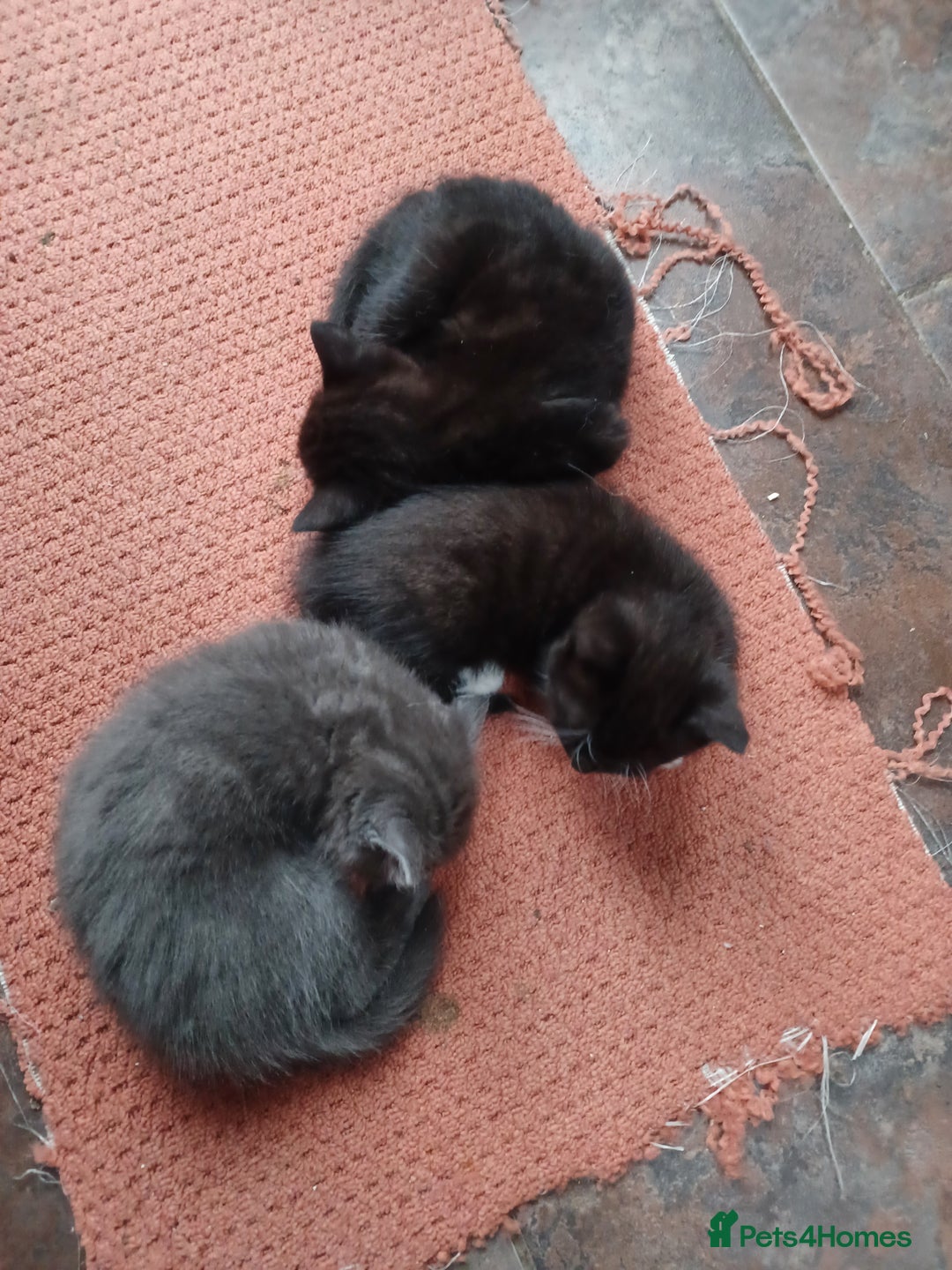 Mixed Breed cats for sale: Adorable cuddly kittens - Advert 16