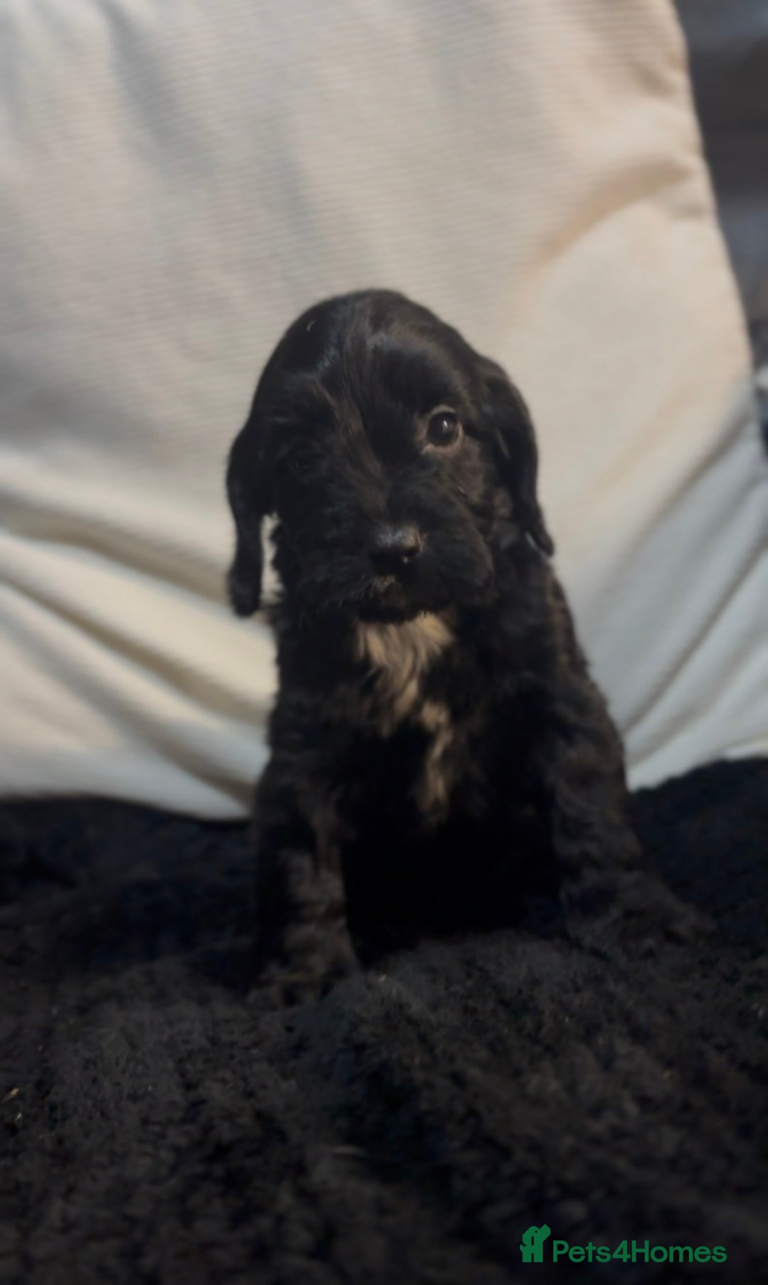 Cockapoo dogs for sale: Adorable F1B Cockapoos❤️💙 🐾 - Advert 15