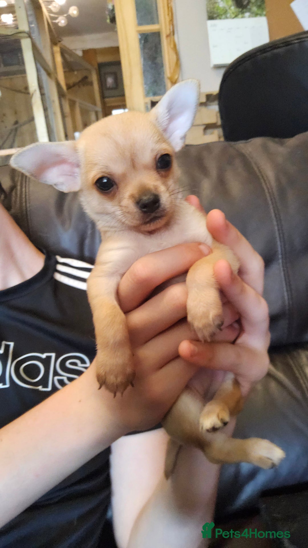 Chihuahua dogs for sale: Adorable Chihuahua Puppies - Image 4
