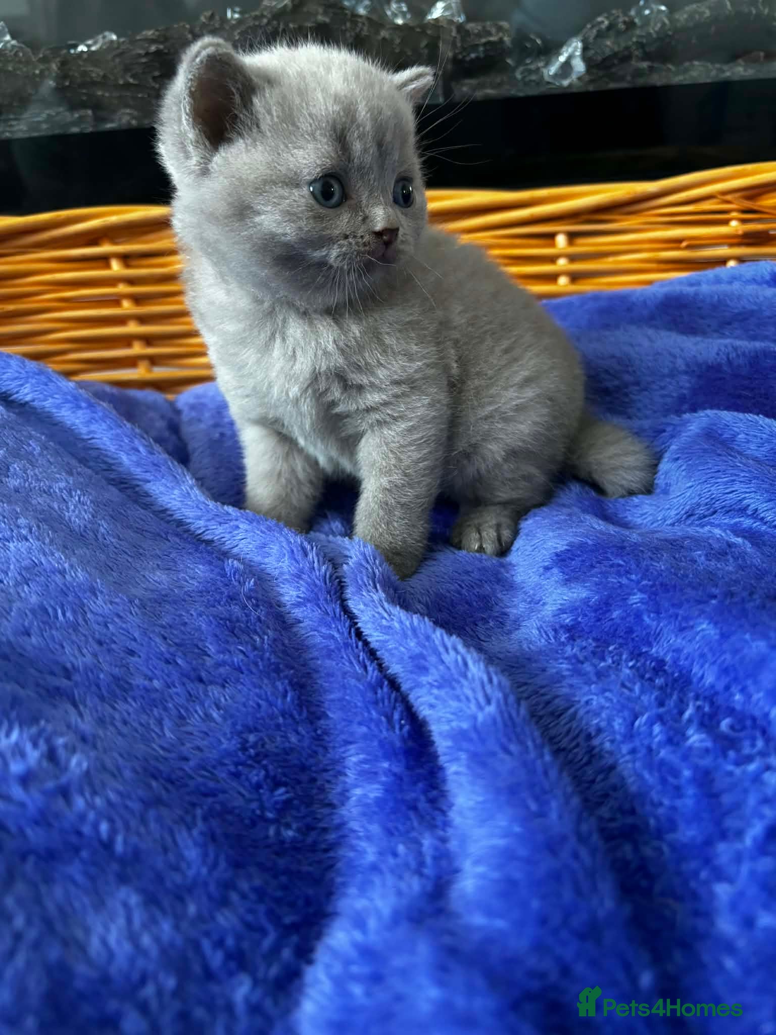 Scottish Fold cats Beautiful scottishfold/Scottish straight kittens🥰 - Advert 1