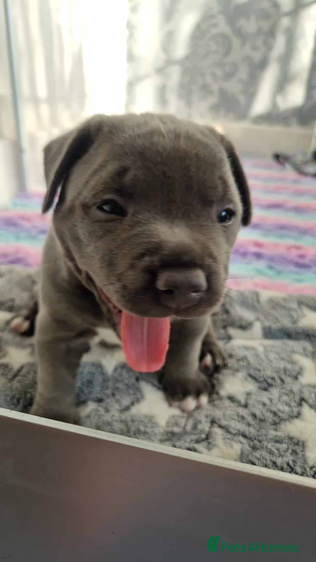 Staffordshire Bull Terrier dogs for sale: Blue Staffordshire Bull Terrier Puppies - Image 14