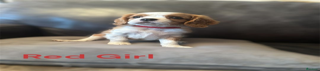 Cavalier King Charles Spaniel Puppy 3