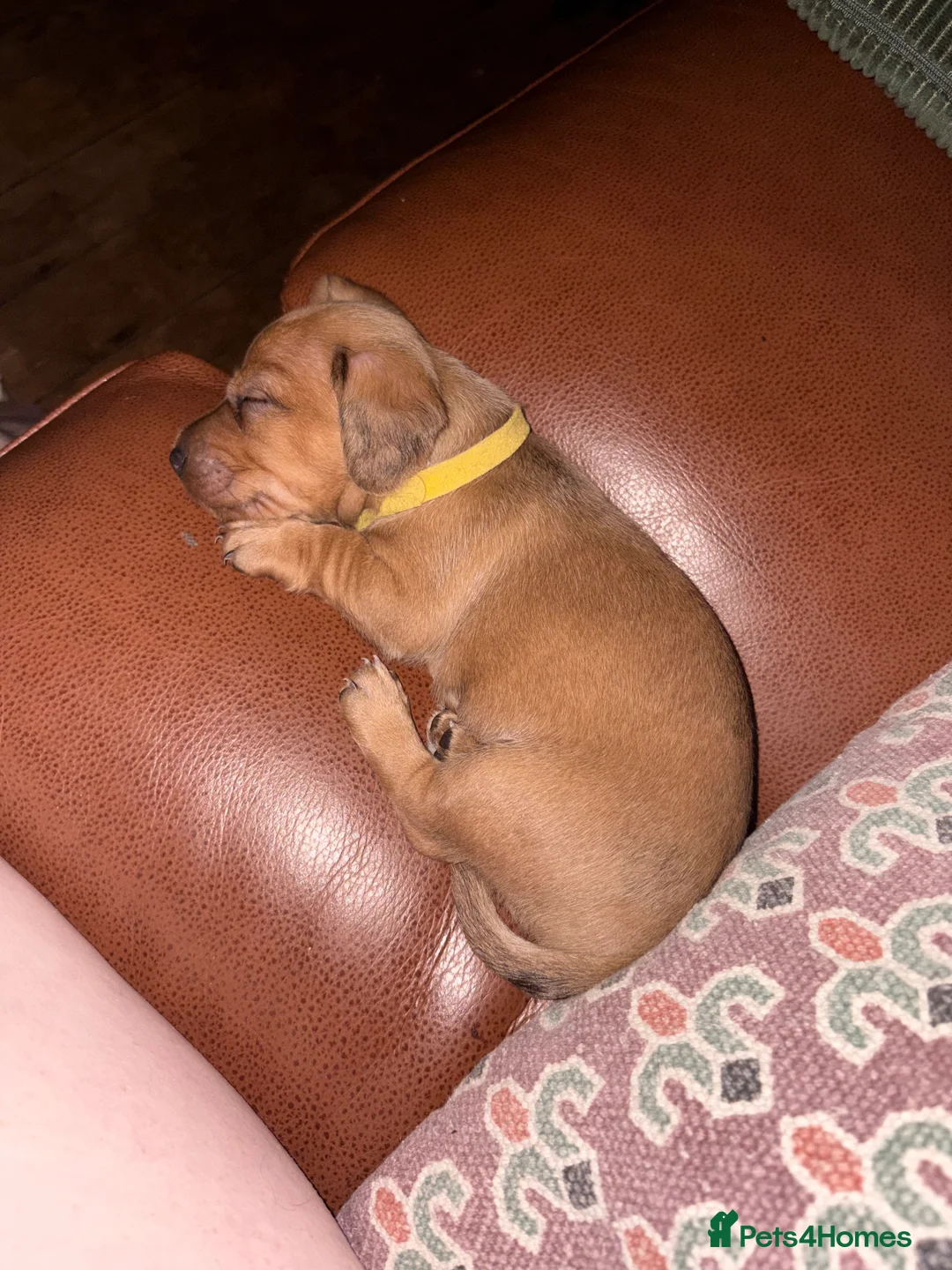 Doxiepoo dogs for sale: 1 - male 4 - bitch Doxiepoos  - Advert 2