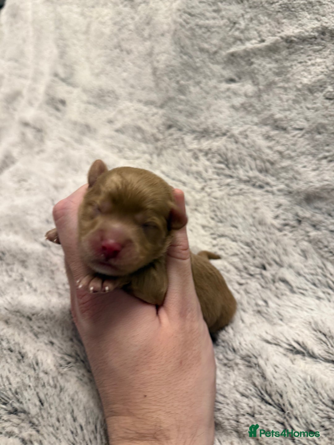 Mixed Breed dogs for sale: OUTSTANDING COLOURED TOY SCHNOODLES DNA CLEAR  - Advert 7