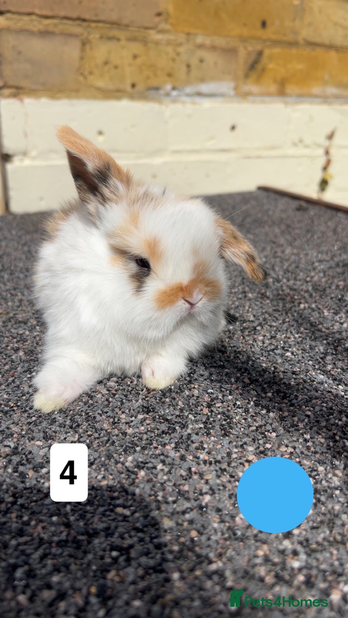 Mini Lop rabbits 3mini lop bunnies  - Advert 2