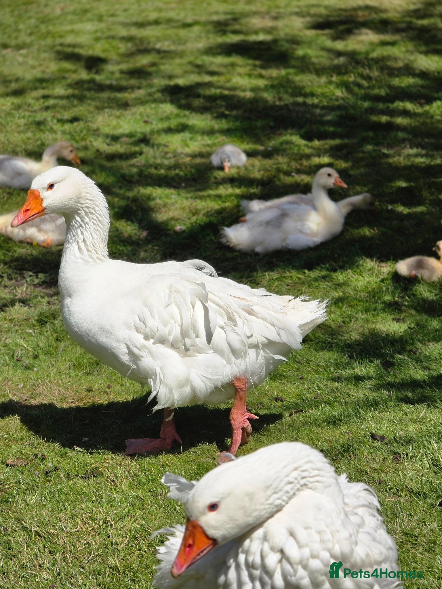 Geese poultry for sale: Male Sebastopol Gander - 3 yrs- Proven - Advert 4