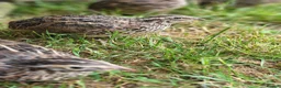 Quail poultry for sale: Coturnix quail  - Advert 5