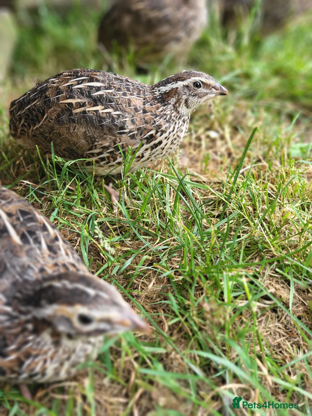 Quail poultry for sale: Coturnix quail  - Advert 5